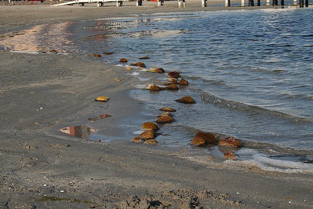 UPyD denuncia el estado de las playas del Mar Menor a escasos días del puente de Semana Santa - 2, Foto 2