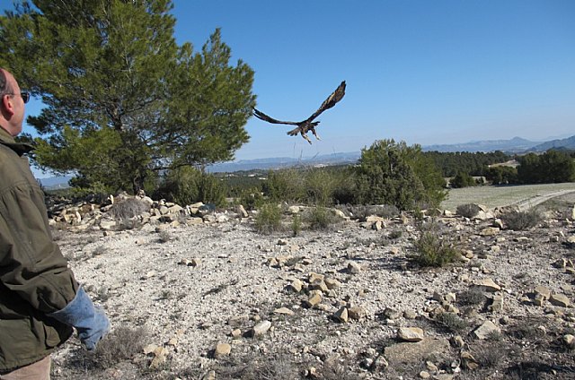 La Comunidad libera un ejemplar adulto de águila real tras su paso por el Centro de Recuperación de Fauna Silvestre - 1, Foto 1