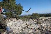 La Comunidad libera un ejemplar adulto de águila real tras su paso por el Centro de Recuperación de Fauna Silvestre
