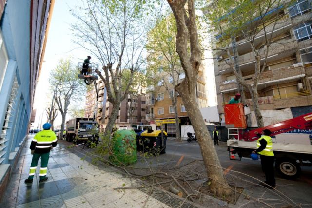 Recortan y talan árboles peligrosos en El Ensanche - 2, Foto 2