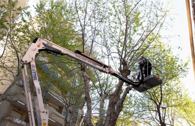 Recortan y talan árboles peligrosos en El Ensanche - 3, Foto 3