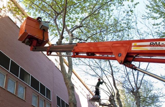 Recortan y talan árboles peligrosos en El Ensanche - 4, Foto 4