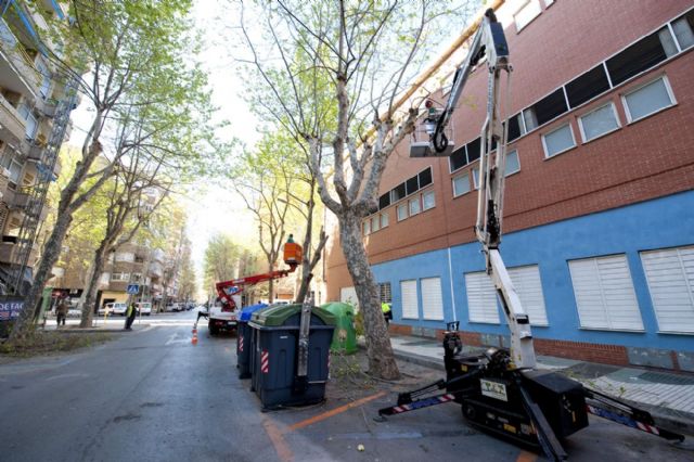 Recortan y talan árboles peligrosos en El Ensanche - 5, Foto 5