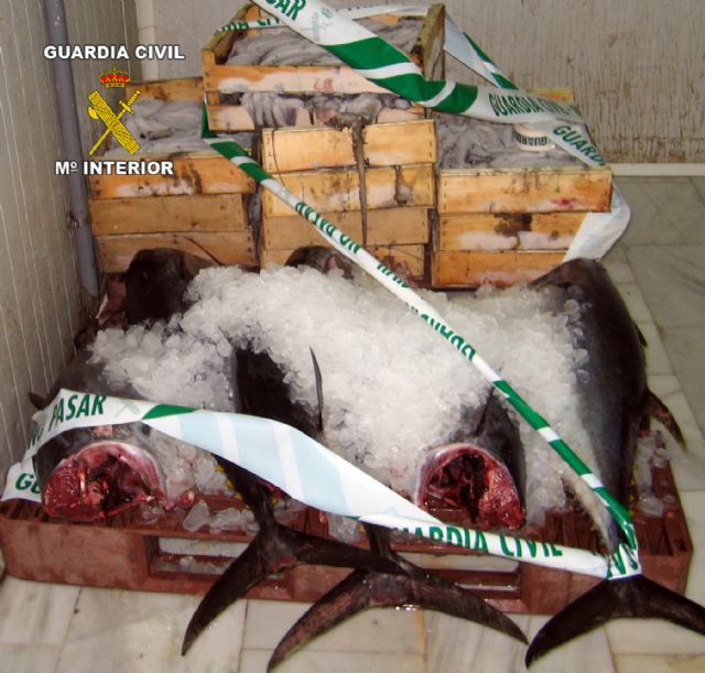 La Guardia Civil decomisa más de 200 kilos de atún rojo y pulpo - 1, Foto 1