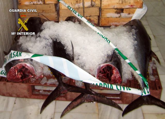 La Guardia Civil decomisa más de 200 kilos de atún rojo y pulpo - 3, Foto 3