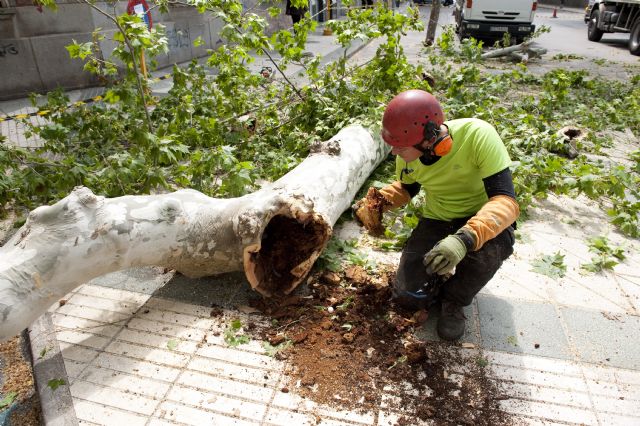 Parques y Jardines tala tres árboles en la zona de Príncipe de Asturias por su mal estado - 2, Foto 2