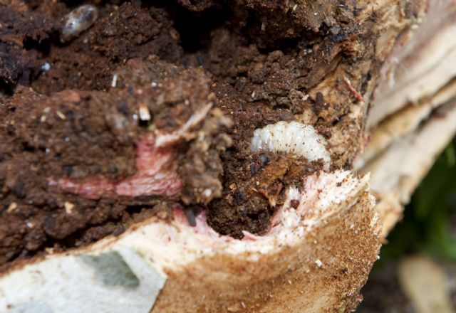 Parques y Jardines tala tres árboles en la zona de Príncipe de Asturias por su mal estado - 3, Foto 3
