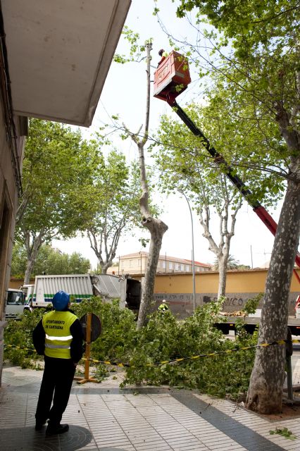 Parques y Jardines tala tres árboles en la zona de Príncipe de Asturias por su mal estado - 4, Foto 4
