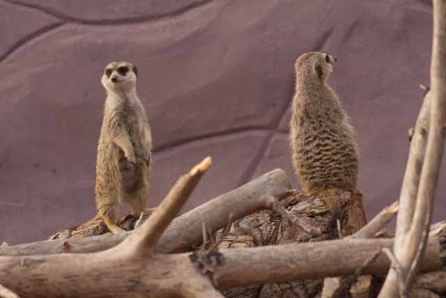 Terra Natura Murcia refuerza su catálogo de especies con la incorporación de un grupo de suricatas - 1, Foto 1