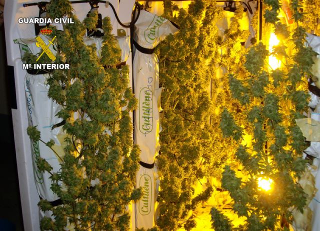 La Guardia Civil desarticula un punto de cultivo, elaboración y venta de marihuana en Lorquí - 1, Foto 1