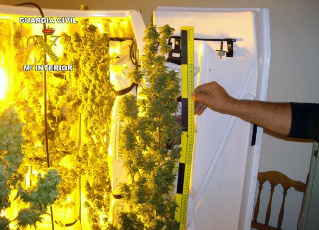 La Guardia Civil desarticula un punto de cultivo, elaboración y venta de marihuana en Lorquí - 2, Foto 2