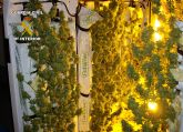 La Guardia Civil desarticula un punto de cultivo, elaboracin y venta de marihuana en Lorqu