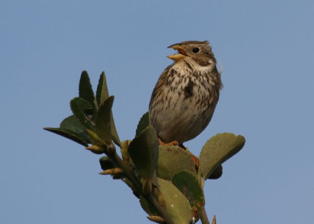 La UP organiza una charla sobre aves autóctonas - 1, Foto 1
