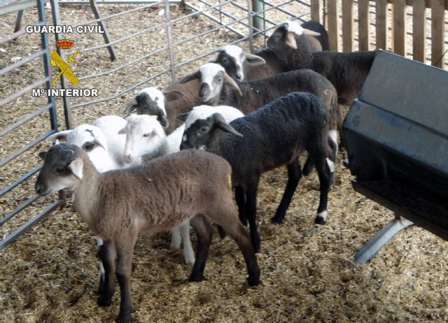 La Guardia Civil detiene a una persona en Javalí Nuevo-Murcia dedicada a la sustracción de ganado ovino, Foto 1