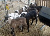 La Guardia Civil detiene a una persona en Javalí Nuevo-Murcia dedicada a la sustracción de ganado ovino