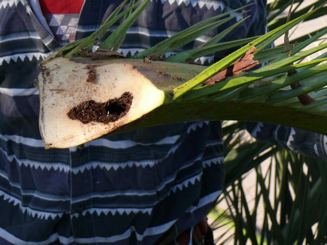 Se realiza cirugia a una palmera para limpieza de un foco de picudo rojo en el jardín del Rey D. Pedro de Jumilla - 1, Foto 1
