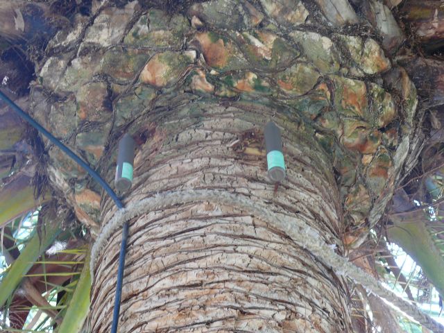 Se realiza cirugia a una palmera para limpieza de un foco de picudo rojo en el jardín del Rey D. Pedro de Jumilla - 2, Foto 2