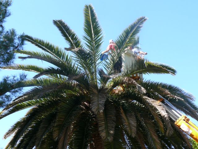 Se realiza cirugia a una palmera para limpieza de un foco de picudo rojo en el jardín del Rey D. Pedro de Jumilla - 3, Foto 3