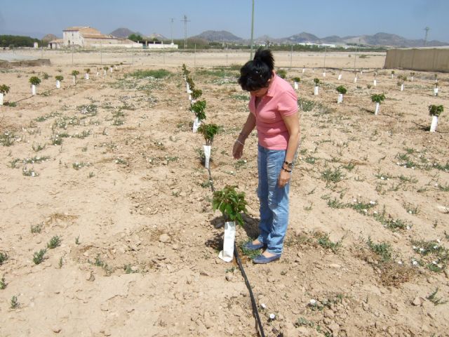 Se prueban nuevas variedades de cerezo como cultivo experimental en Mazarrón - 2, Foto 2