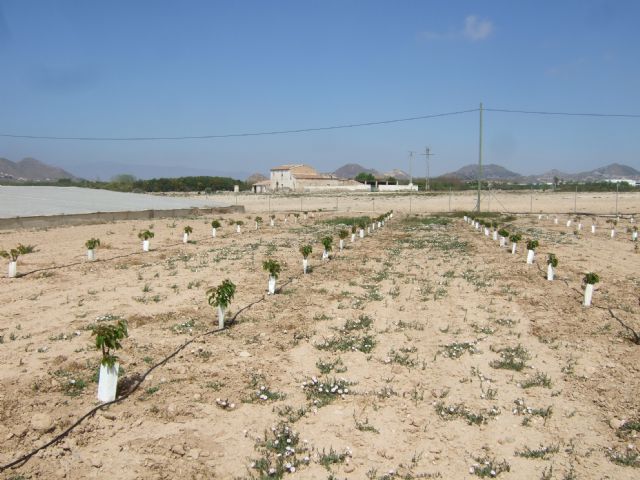 Se prueban nuevas variedades de cerezo como cultivo experimental en Mazarrón - 3, Foto 3