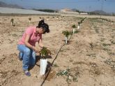Se prueban nuevas variedades de cerezo como cultivo experimental en Mazarrón