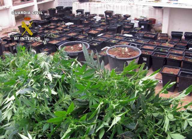 La Guardia Civil desarticula un punto de cultivo, elaboración y venta de marihuana en Huércal-Overa - 2, Foto 2