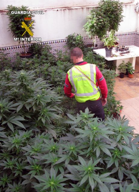 La Guardia Civil desarticula un punto de cultivo, elaboración y venta de marihuana en Huércal-Overa - 3, Foto 3