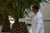 El Ayuntamiento de Lorqu emprende la fumigacin de 450 palmeras contra el picudo rojo