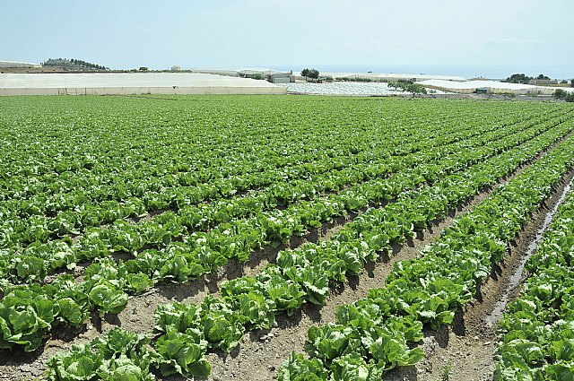El valor de las exportaciones agroalimentarias de la Región se incrementó un 7,6 por ciento en 2011 con respecto al año anterior - 1, Foto 1