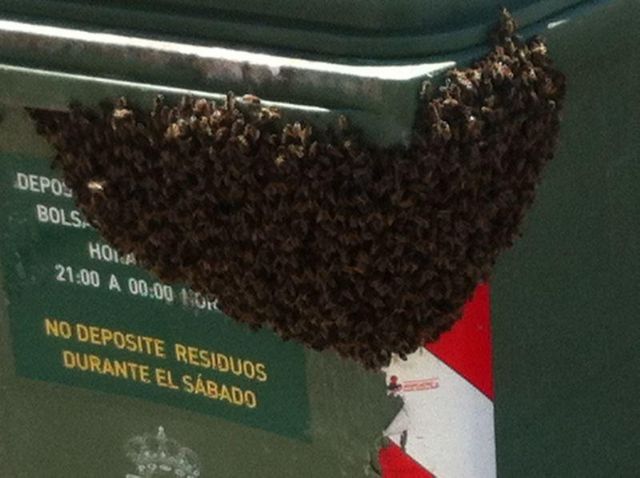 Protección Civil retira un enjambre en un contenedor ubicado en la calle Virgen de Montserrat, Foto 1