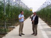 Águilas a la cabeza de las nuevas tecnologías en la producción de tomate