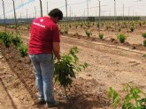 Agricultura apoya la diversificacin de cultivos en el municipio de Mazarrn  como alternativa al monocultivo del tomate