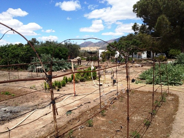 El Pleno debatirá una propuesta de IU-Verdes para la instalación de Huertos Urbanos, con variedades tradicionales y ecológicas, Foto 1