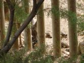 Una hembra de corzo del parque Terra Natura Murcia tiene su cuarto parto gemelar