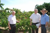 Agricultura espera buenos resultados de los ensayos experimentales de cerezo en la huerta de Murcia