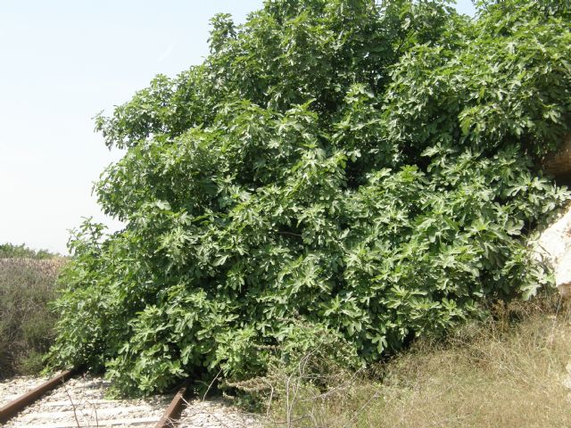 El Ayuntamiento ratifica su exigencia de reabrir la línea de tren con Baza - 1, Foto 1