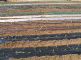 Agricultura apuesta por los acolchados biodegradables como solucin respetuosa con el medio ambiente