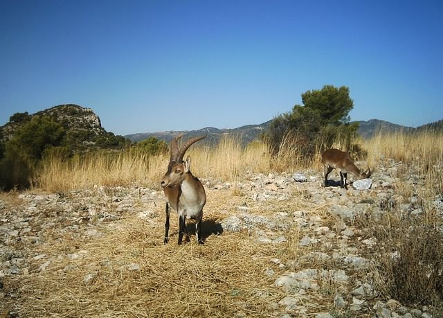 La orden de caza 2012-2013 incluye medidas de gestin cinegtica para controlar la poblacin de arru en la Regin de Murcia, Foto 1