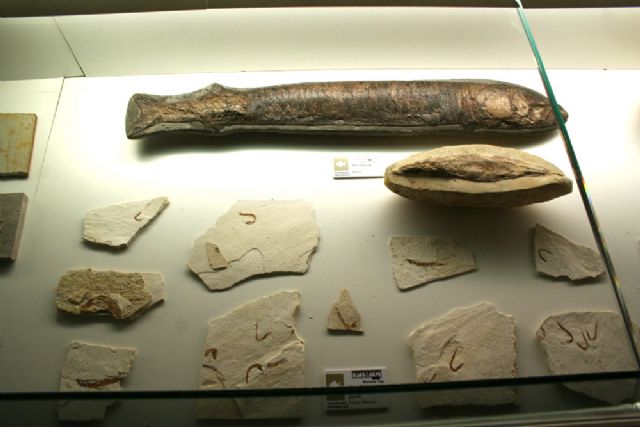 El Museo Arqueológico abre dos nuevas salas con más de 2.000 fósiles - 1, Foto 1