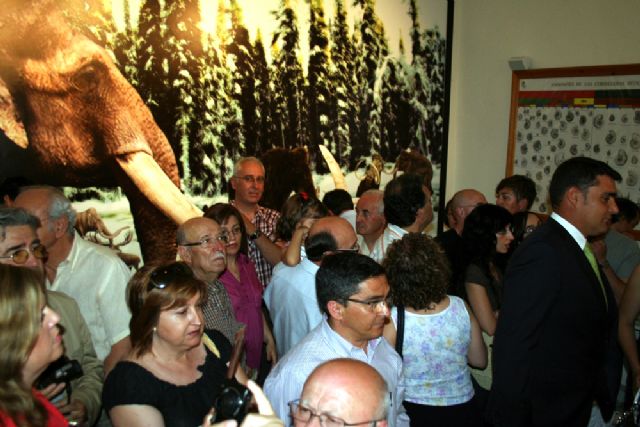 El Museo Arqueológico abre dos nuevas salas con más de 2.000 fósiles - 5, Foto 5