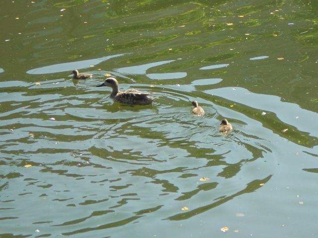 Una especie de patos en peligro de extinción cría en el jardín de Fofó - 2, Foto 2