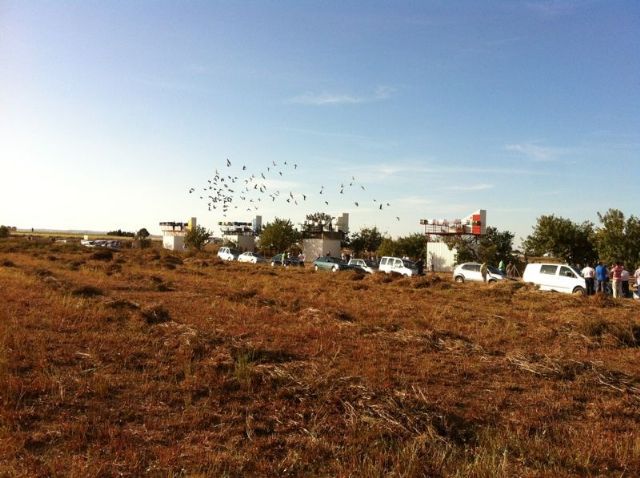 Este fin de semana se clausura en 61 Campeonato de España de palomos deportivos Copa S.M. El Rey celebrado en San Javier - 1, Foto 1