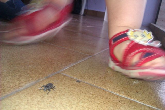 UXA pide en pleno que se luche contra la proliferación de ratas e insectos - 4, Foto 4