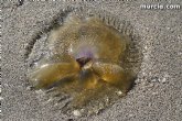 Agricultura comienza a instalar el dispositivo anual de 43 kilmetros de redes para el control de medusas en las playas del Mar Menor