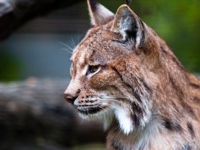 Cehegín pide ser parte del proyecto de reintroducción del lince ibérico en la Región - 1, Foto 1