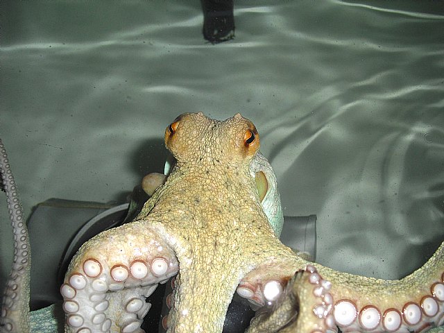 Agricultura consigue grandes avances en la obtención de un pienso balanceado para el engorde de pulpo - 1, Foto 1