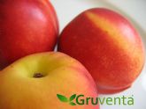 GRUVENTA valora como 'satisfactoria' y resalta buena demanda en la campaña de fruta de hueso murciana