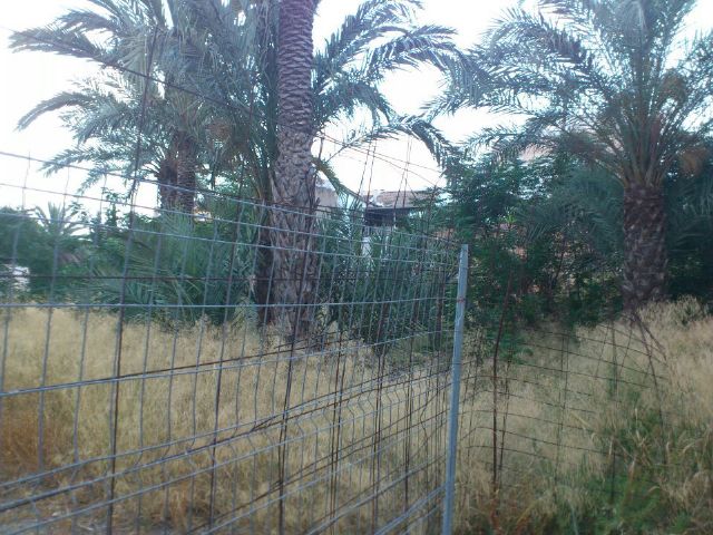 Advierten del riesgo de incendio en un solar en Rincón de Beniscornia situado en medio de siete viviendas habitadas - 2, Foto 2