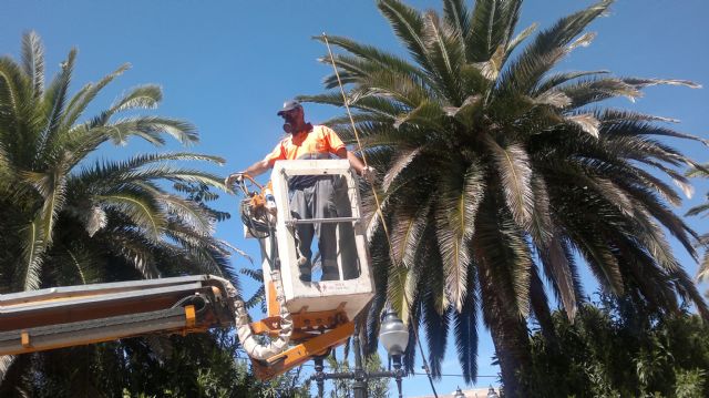 En estos momentos el foco detectado en Jumilla de Picudo Rojo (Rhynchophorus ferrugineus) se encuentra controlado - 1, Foto 1