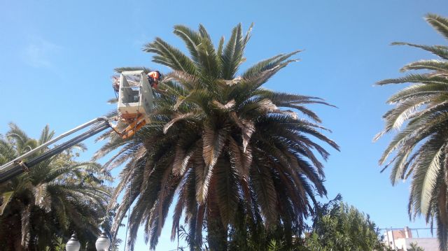 En estos momentos el foco detectado en Jumilla de Picudo Rojo (Rhynchophorus ferrugineus) se encuentra controlado - 2, Foto 2